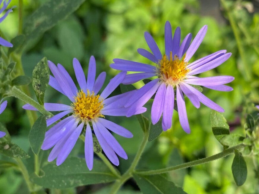 Aster macrophyllus ‘Twilight’