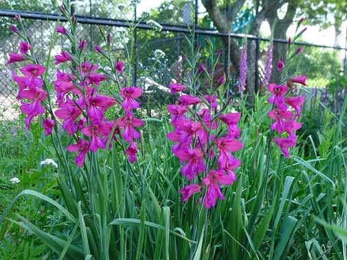 Gladiolus communis ssp. byzantinus