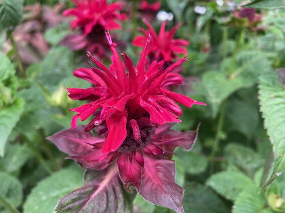 Monarda ‘Fireball’