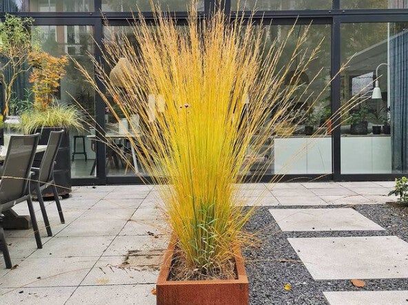 Molinia caerulea ‘Heidebraut’