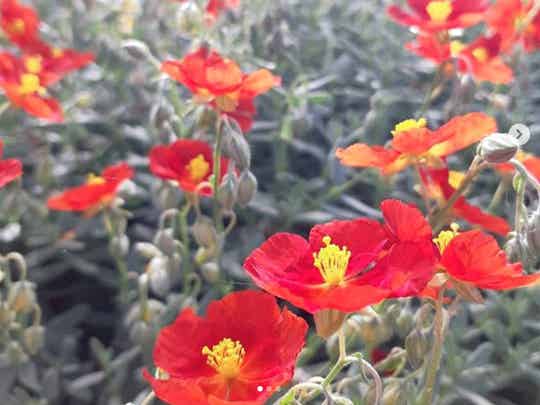 Helianthemum ‘Henfield Brilliant’