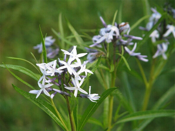 Amsonia hubrichtii