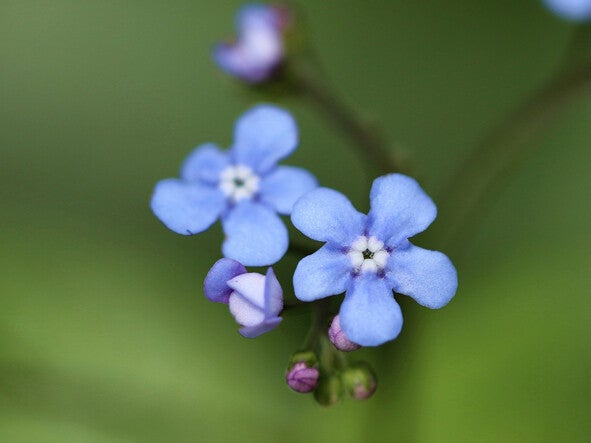 Brunnera macrophylla