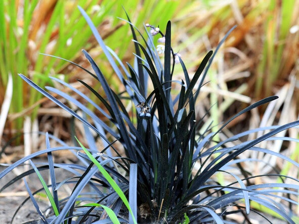 Ophiopogon planiscapus ‘Niger’
