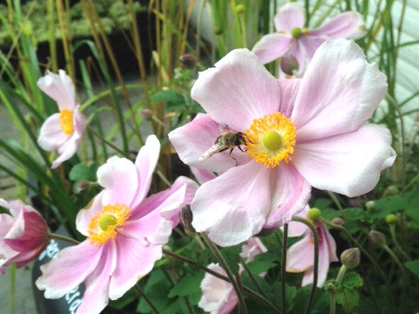 Anemone ×hybr. ‘Loreley’