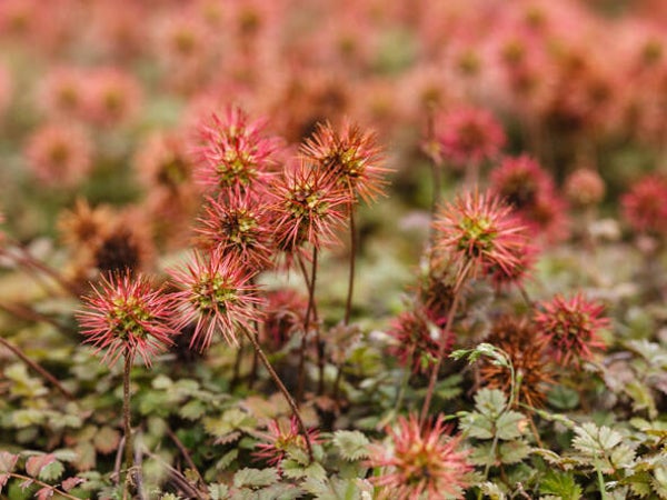 Acaena micr. ‘Kupferteppich’