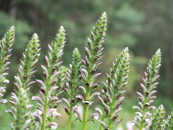 Acanthus 'Mornings Candle'