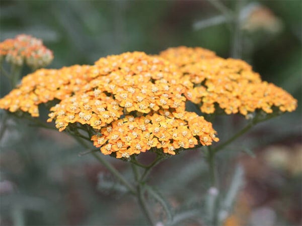 Achillea ‘Terracotta’