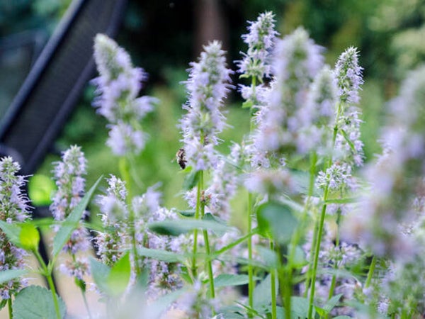 Agastache ‘Blue Fortune’