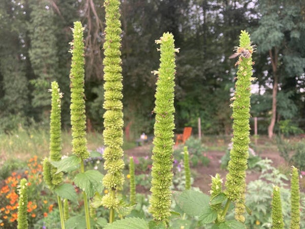 Agastache nepetoides