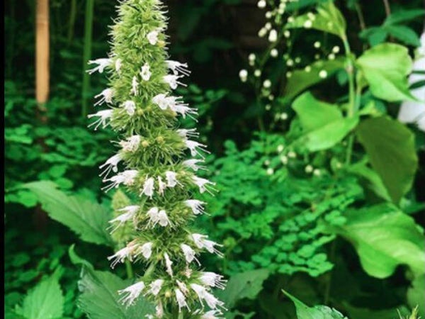 Agastache rugosa ‘Alabaster’