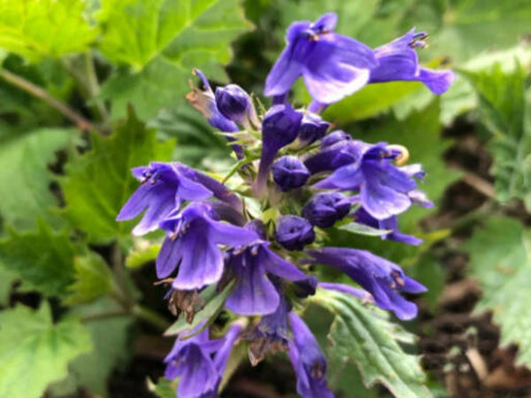 Ajuga incisa ‘Blue Enigma’