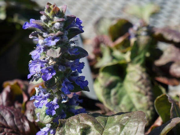 Ajuga reptans ‘Catlin's Giant’