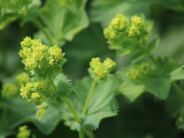 Alchemilla mollis