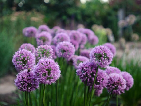 Allium ‘Millenium’