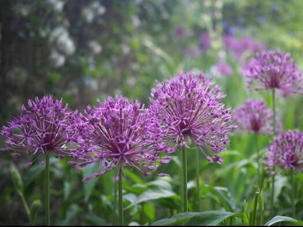 Allium ‘Purple Rain’