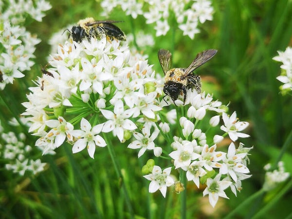 Allium tuberosum