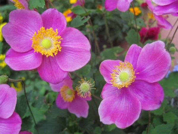 Anemone hup. ‘Splendens’