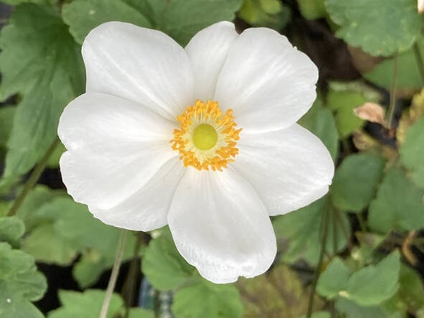 Anemone ×hybr. ‘Honorine Jobert’