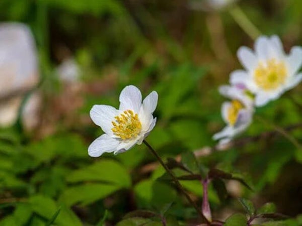 Anemone nemorosa