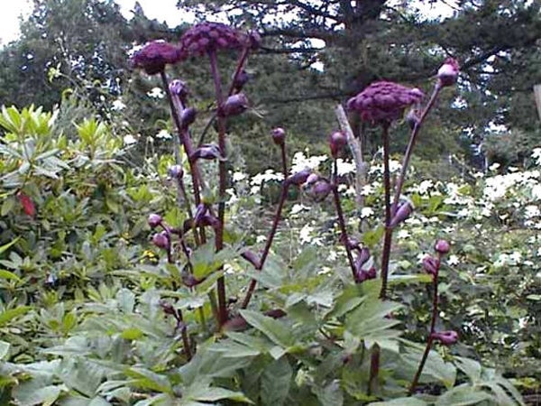 Angelica gigas