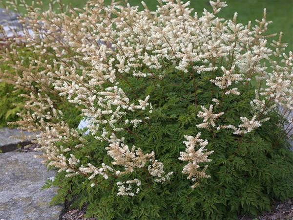 Aruncus aethusifolius
