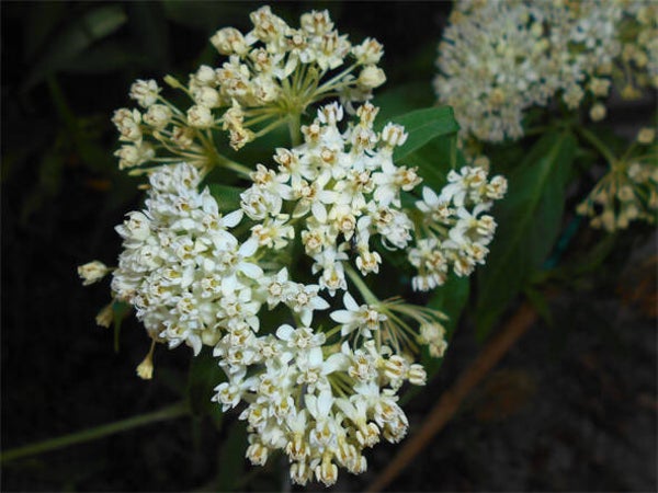 Asclepias incarnata ‘Ice Ballet’