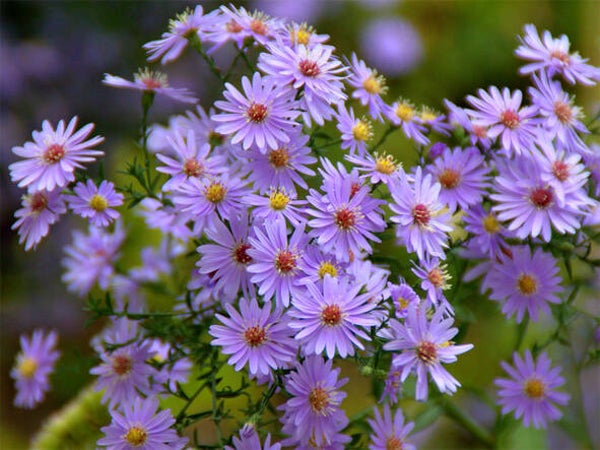 Aster ‘Little Carlow’