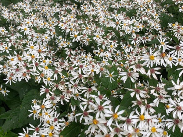 Aster divaricatus