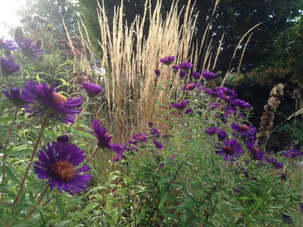 Aster novae-angliae ‘Violetta’