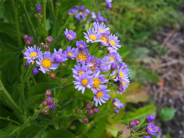 Aster tataricus ‘Jindai’