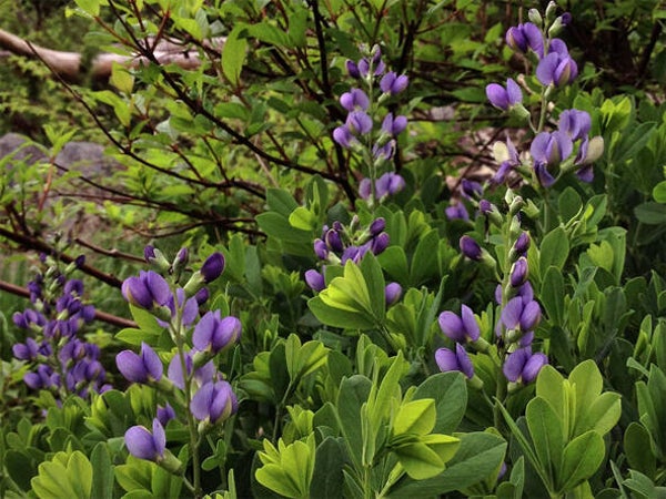 Baptisia australis