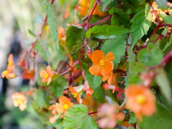 Begonia sutherlandii