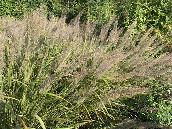 Calamagrostis brachytricha