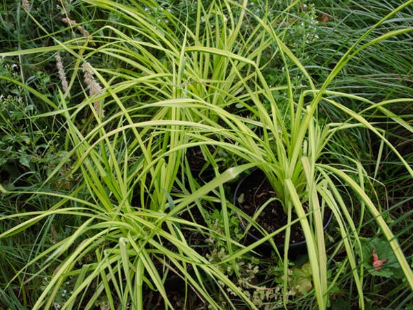 Carex elata ‘Aurea’