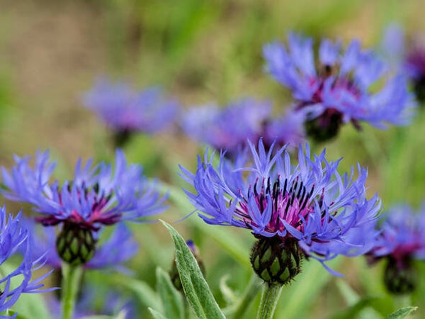 Centaurea montana