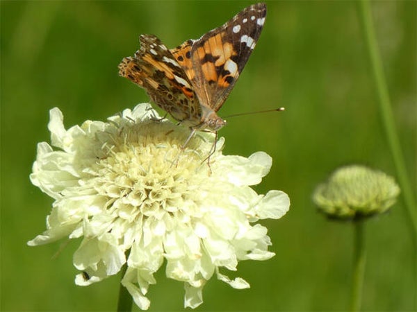 Cephalaria gigantea