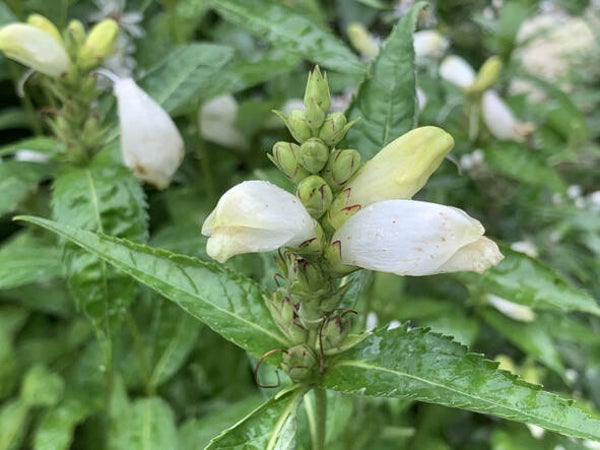 Chelone obliqua ‘Alba’