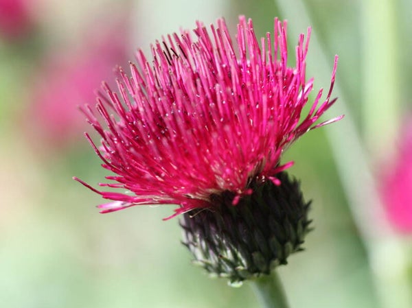 Cirsium riv. ‘Atropurpureum’