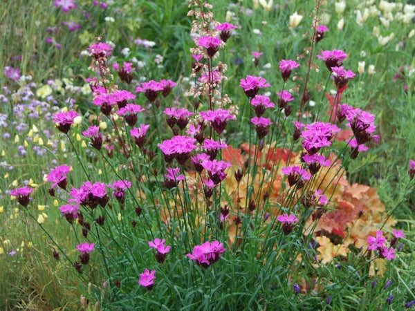 Dianthus carthusianorum