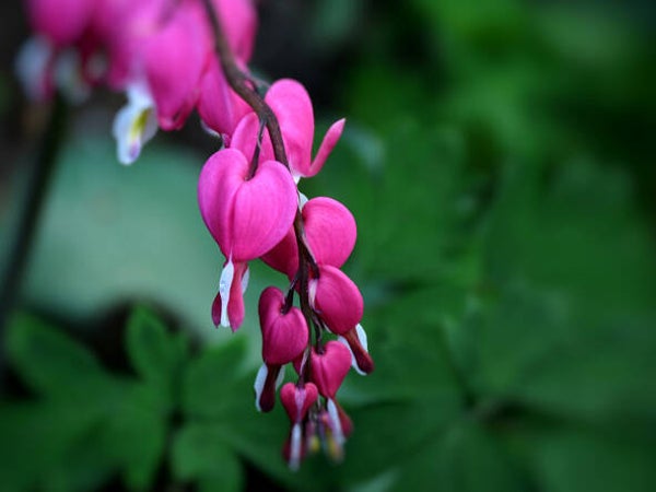 Dicentra spectabilis