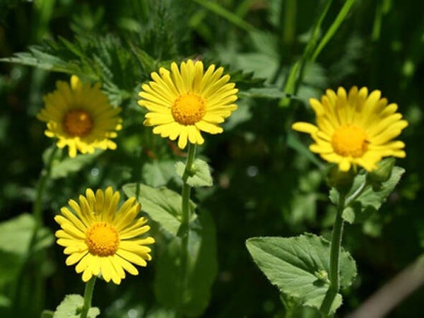 Doronicum pardalianches