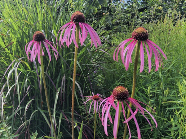 Echinacea pallida