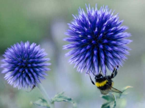 Echinops ritro ‘Veitch’s Blue’