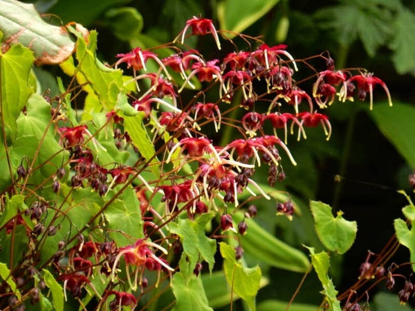 Epimedium ‘Red Maximum’