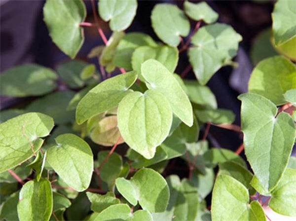 Epimedium × young. ‘Niveum’