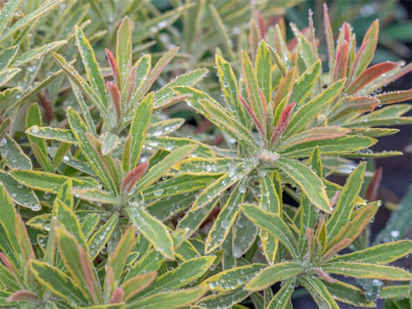 Euphorbia ‘Ascot Rainbow’