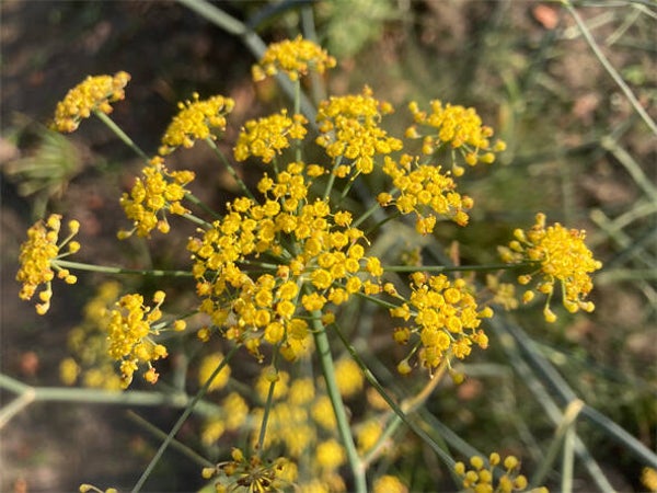 Foeniculum vulgare ‘Giant Bronze’