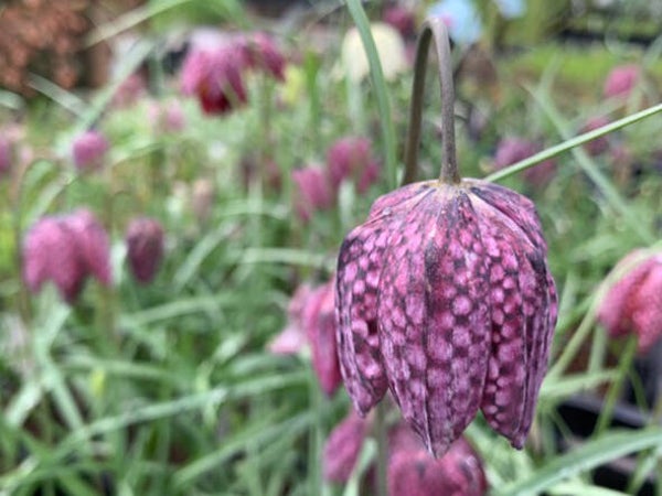 Fritillaria meleagris
