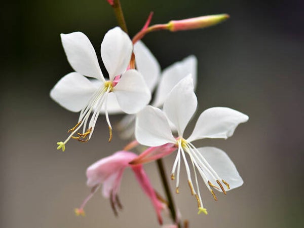 Gaura lindh. ‘Whirling Butterflies’